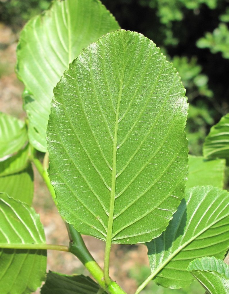 Rhamnus alpina